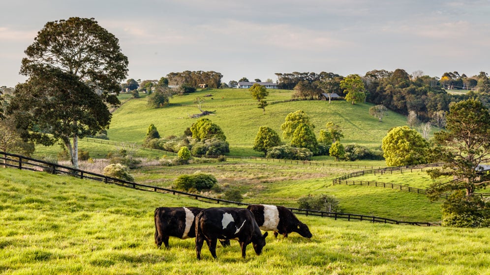 Cows